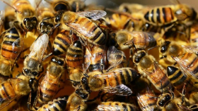 Минэкономразвития не считает себя виновным в массовой гибели пчел